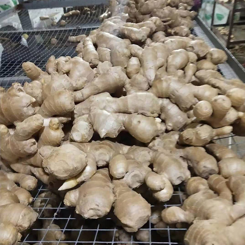 风干姜